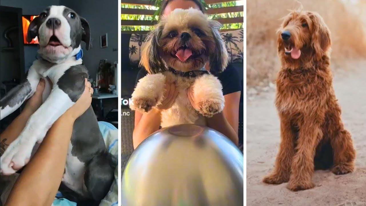 BEST Funny Dog Videos 🐶 Cutest Doggos 🤣