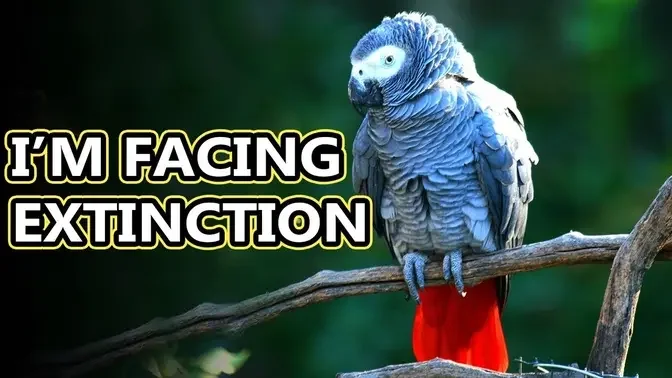 African Grey Parrot facts: they come in two species!