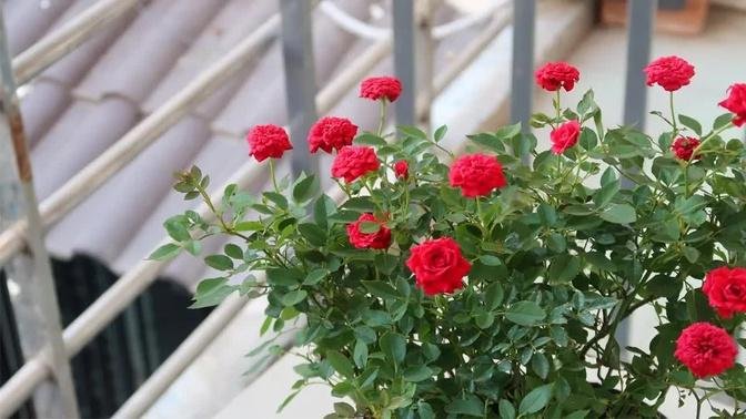 How to grow roses for beginners | Garden ideas