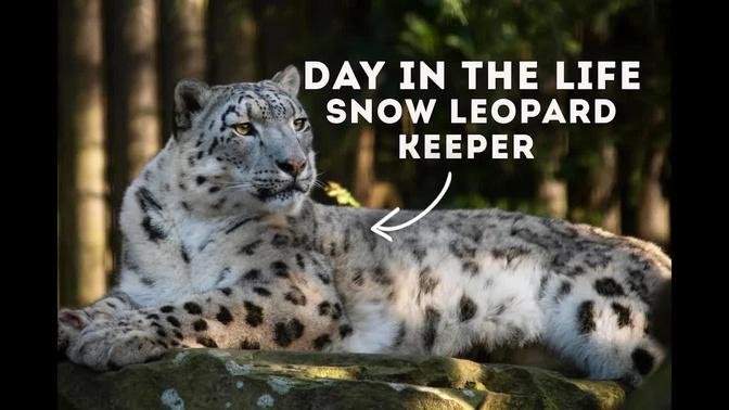 A Day in the Life of A Zookeeper - Snow Leopards! ❄️