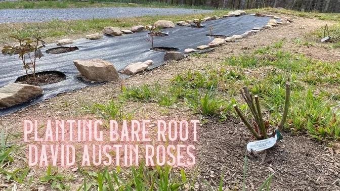Planting Bare Root David Austin Roses