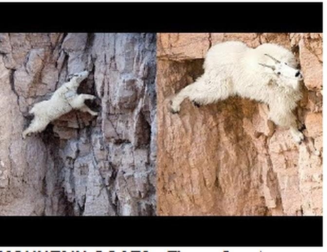  MOUNTAIN GOATS These Creatures Dont Care About The Laws Of Physics Despite Their Hooves