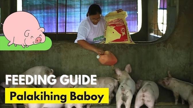 Feedpro in Tarlac Feeding Guide  Palakihing Baboy