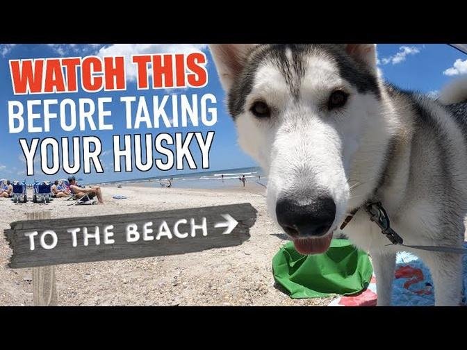 WATCH THIS BEFORE TAKING YOUR HUSKY TO THE BEACH!!!