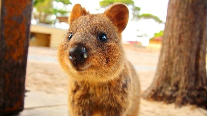 Surviving Australia's Fires | Quokkas, Koalas & Kangaroos | Love Nature
