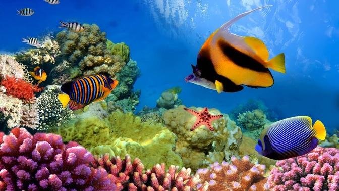 1 Hour of Beautiful Coral Reef, Relaxing Ocean Fishes, & Stunning ...