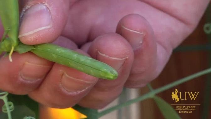 Growing Peas | From the Ground Up