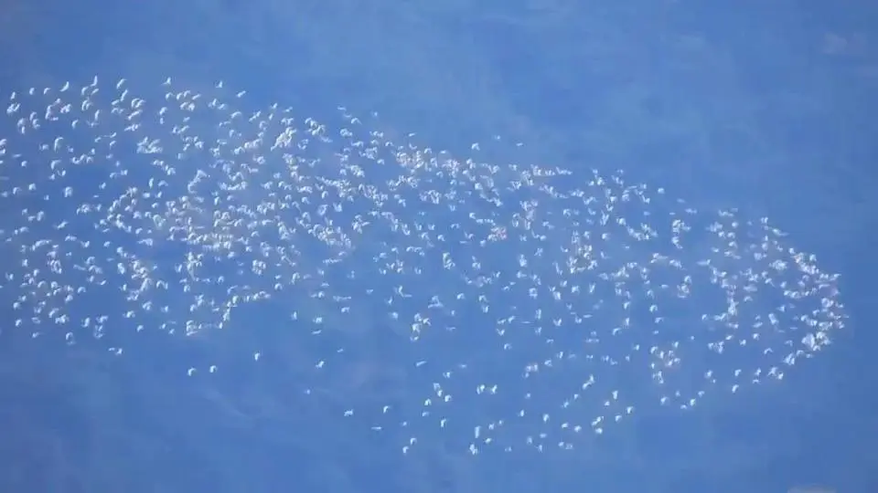 台灣嘉義太興的萬鷺朝鳳奇觀#萬鷺朝鳳 #黃頭鷺 #bird-migration
