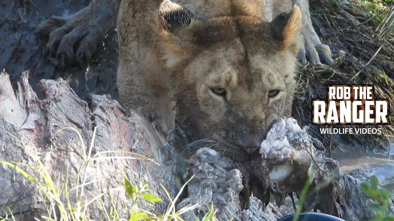 Marsh Lion Pride Eat A Buffalo | Maasai Mara Safari | Zebra Plains