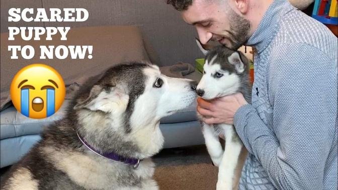 Life With Husky Puppy; From Day One Till Now!! [UNSEEN CLIPS!]