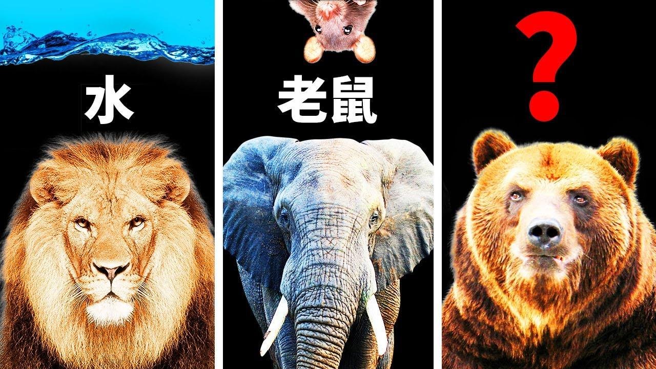 这4种动物们会害怕的东西那可是出人意表呢