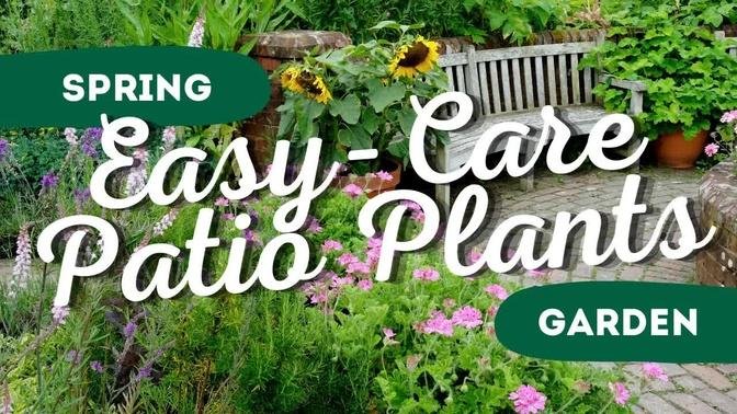 Get Ready for Spring with These 7 Low Maintenance Patio Plants That Will Make Your Garden Pop 🌸🌼