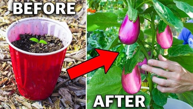 How to Grow Eggplant in Containers, Complete Growing Guide