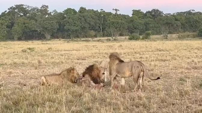 Male lion getting brutally kicked out of his pride