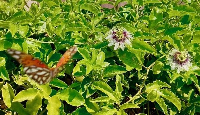 Beautiful orange butterflies and their caterpillars among the passion fruit flowers