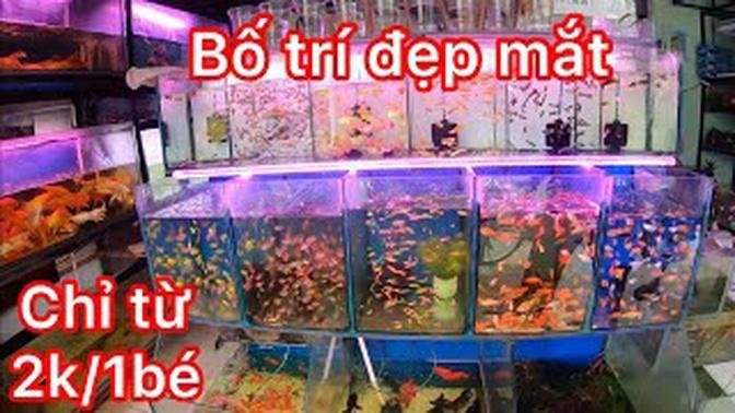 Cửa hàng cá cảnh bố trí đẹp mắt đầy màu sắc cá cảnh mà giá cá phải chăng - aquarium shop