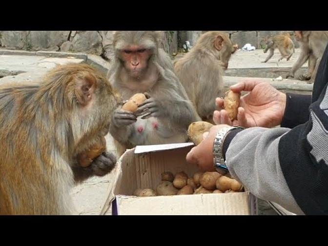 feeding 15 kg boiled potato to the hungry monkey // monkey man