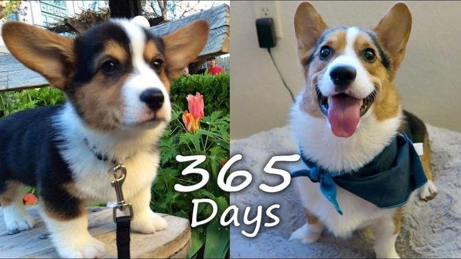  Puppyhood in 365 DAYS: A CORGI PUPPY GROWS UP! 