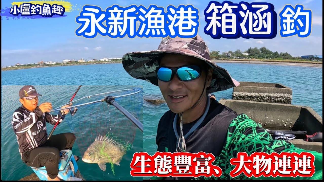 高雄永新漁港箱涵釣魚，豐富生態大魚連連