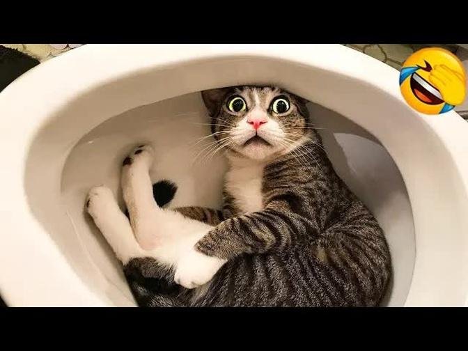 2023 Cute Animal ! Funny Dog and Cat Videos to Keep You Smiling! 🐱🐶🐰🐭