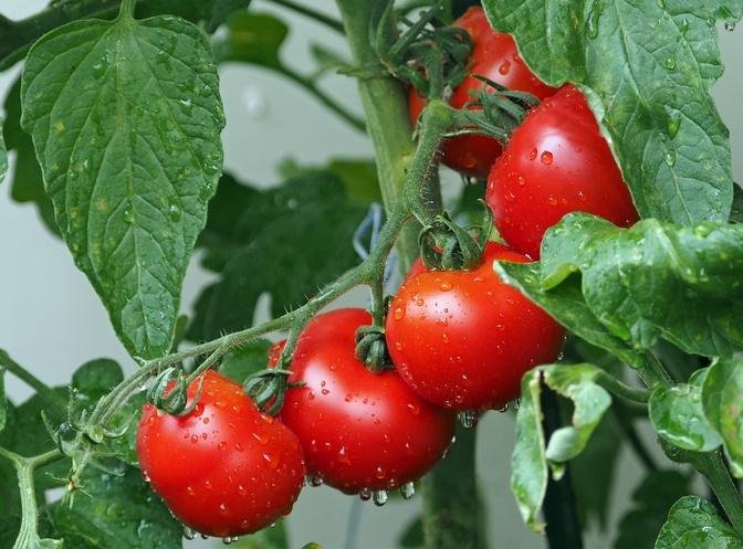 揭開番茄皮的營養奧秘