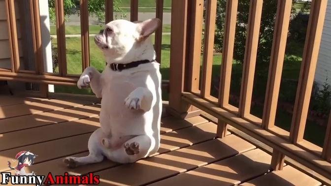 Funny Dancing French Bulldog Compilation 2017 - Funny Dogs Videos