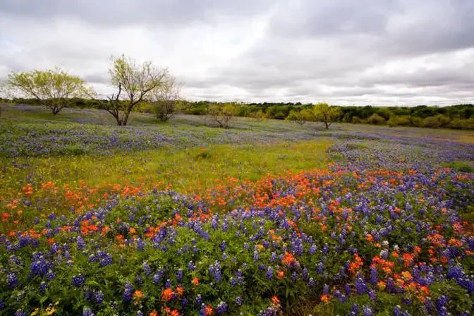 Texan Longhorns