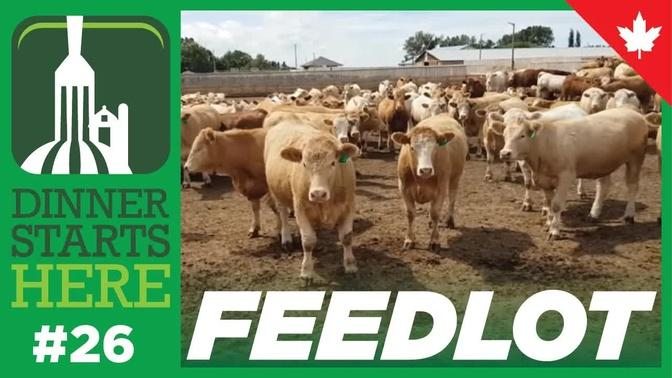 What Is In A Beef Feedlot? - Farm 26 - Dinner Starts Here