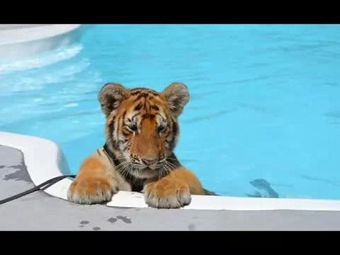 CUTEST Baby Tiger Videos That You Have To See - Cute Baby Animals