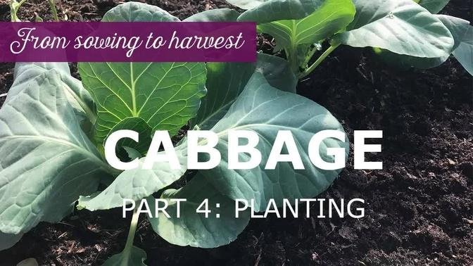 Cabbage from sowing to harvest part 4: Planting