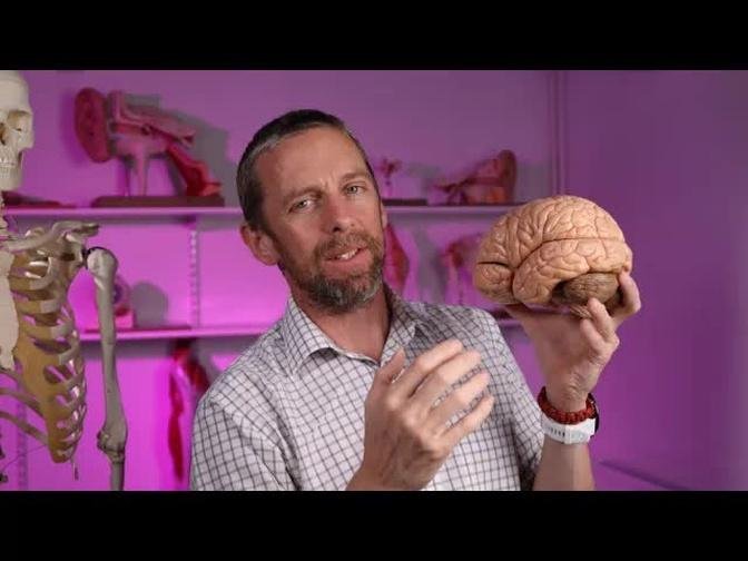 Insular lobe of the brain (anatomy)