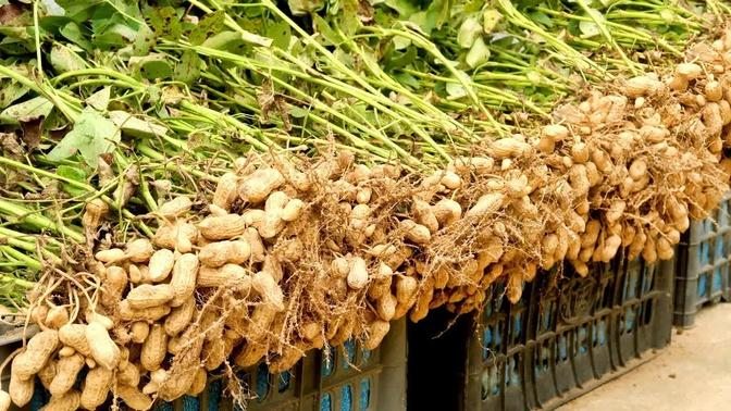 How to grow Peanuts at home with many tubers and high yield | Videos ...