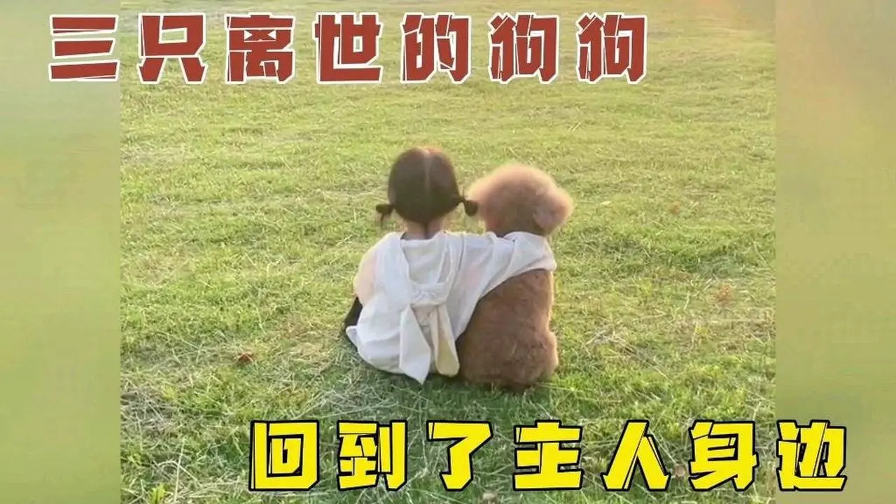 三只已经离世的狗狗，再次回到了铲屎官的身边！ #宠物 #动物圈 #汪星人 #狗狗