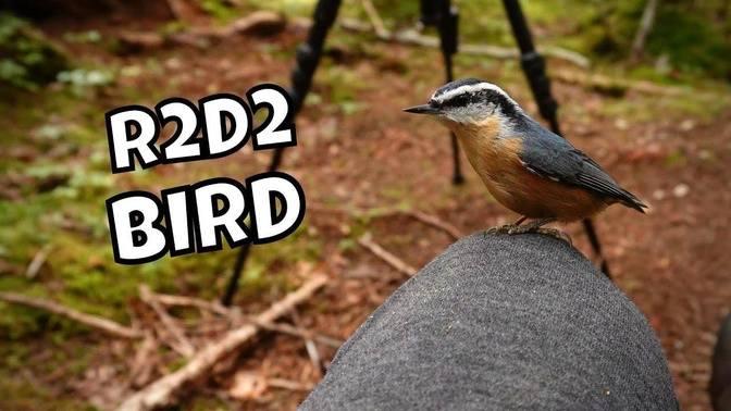 The Most Adorable Red-breasted Nuthatch Sounds Ever | Lentil's Chatty ...