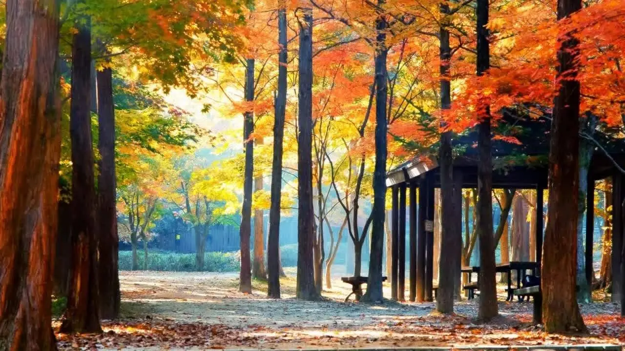 [4k] 3 Hours Relaxing Autumn Music 🎵 Morning Music, Calming Music, Stress Relief Music