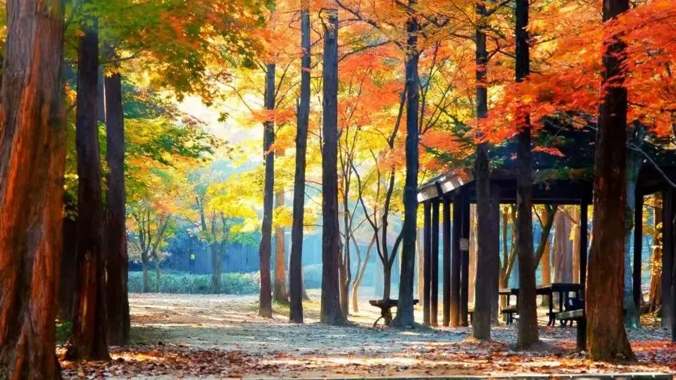 [4k] 3 Hours Relaxing Autumn Music 🎵 Morning Music, Calming Music, Stress Relief Music