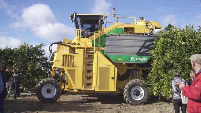 Citrus Mechanical Harvesting 2019 | Agromillora Group