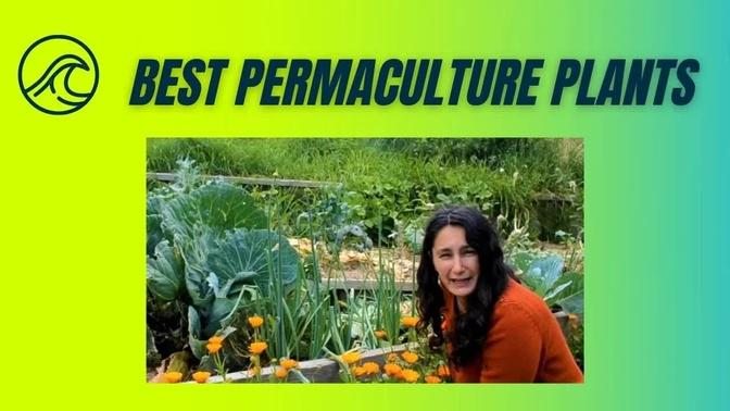Best Permaculture Plants – 20 Plants For An Edible Cool Temperate Permaculture Garden