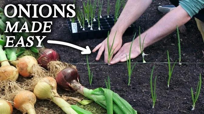The Easiest Way to Grow Onions!