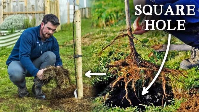 How to Plant a Bare-Root Fruit Tree | Zero Fertility Method