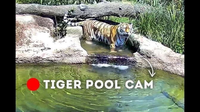 🔴 Tigers: CCTV Highlights