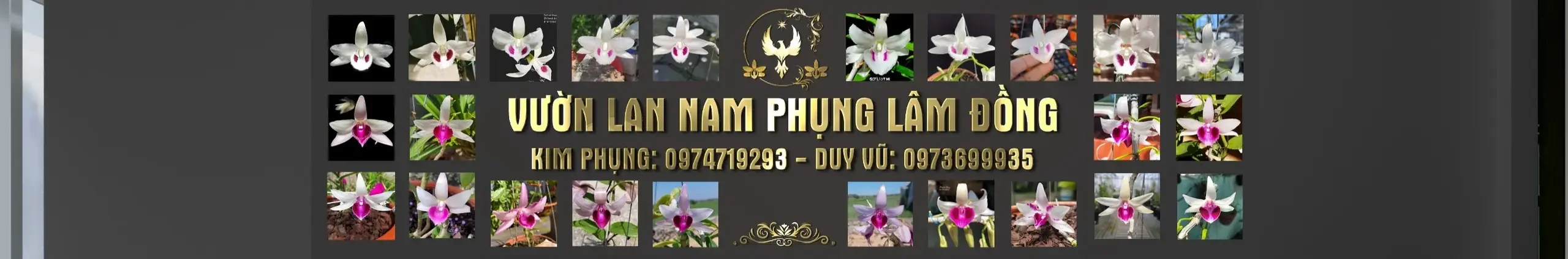 Kim Phụng HOA LAN LÂM ĐỒNG