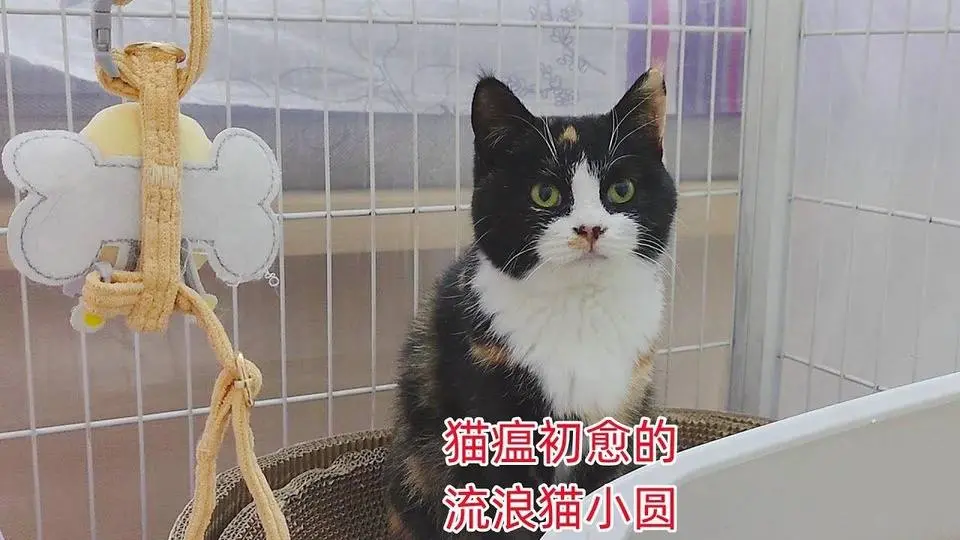 猫瘟刚治好，嘴却变馋了，一晚上猫粮不见下，一问主人才知咋回事