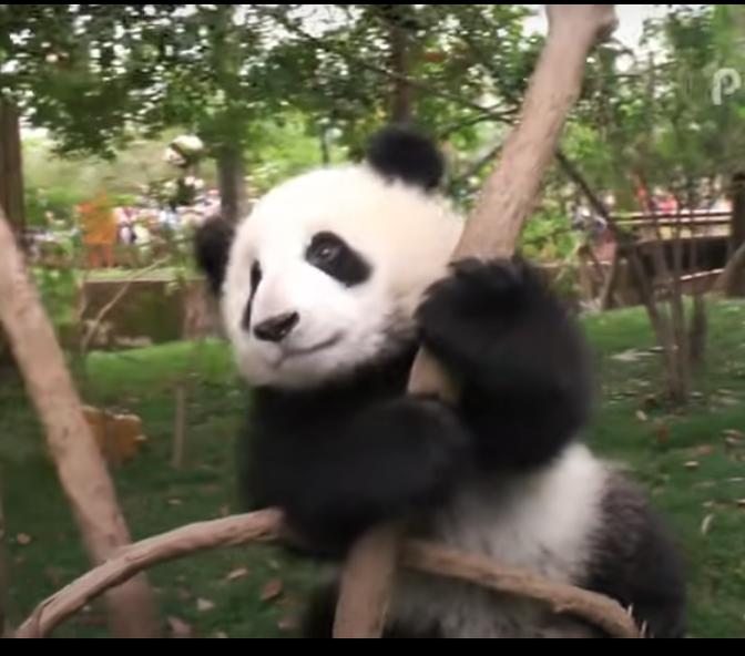 Panda cub and nanny’s “war"| Cute Pet & Animal