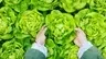 green nature | เกษตรสีเขียว