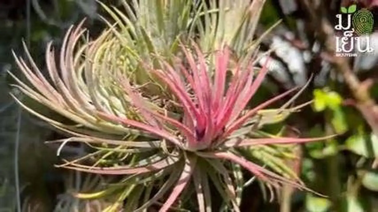 ทิลแลนเซีย ไม้กินลมห่มฟ้า Air plant ไม้ต้องอาศัยเครื่องปลูก     (Muuyehn Studio)