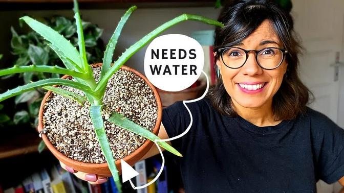Exactly WHEN to water your plants