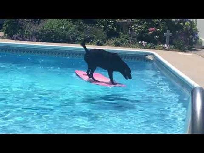 Dog Shows Incredible Balance While Fetching Ball From Pool