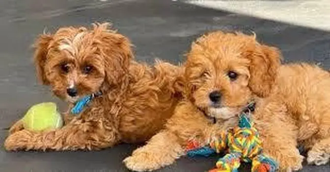 Groodle Puppies for Sale Melbourne: Everything You Need to Know Before Buying