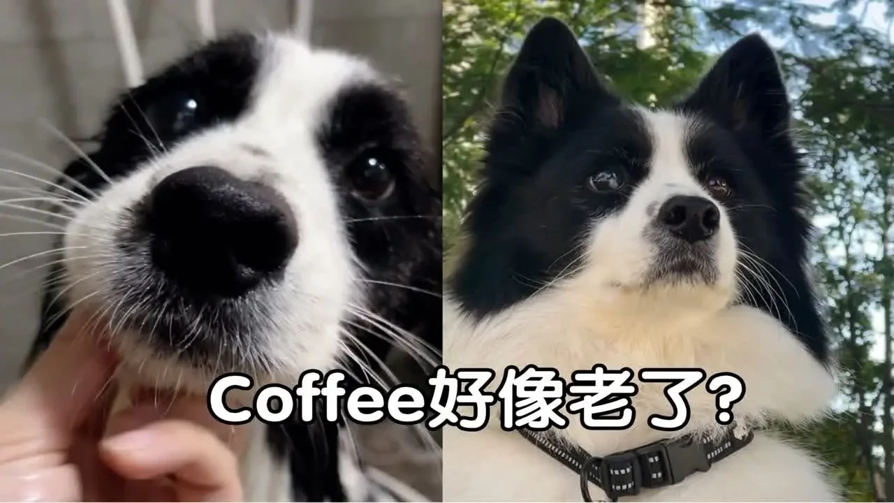 Coffee：没想到洗个澡能洗出这么多问题……C